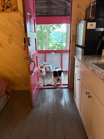 The layout was easy for our blind furbaby to get around and feel comfortable.