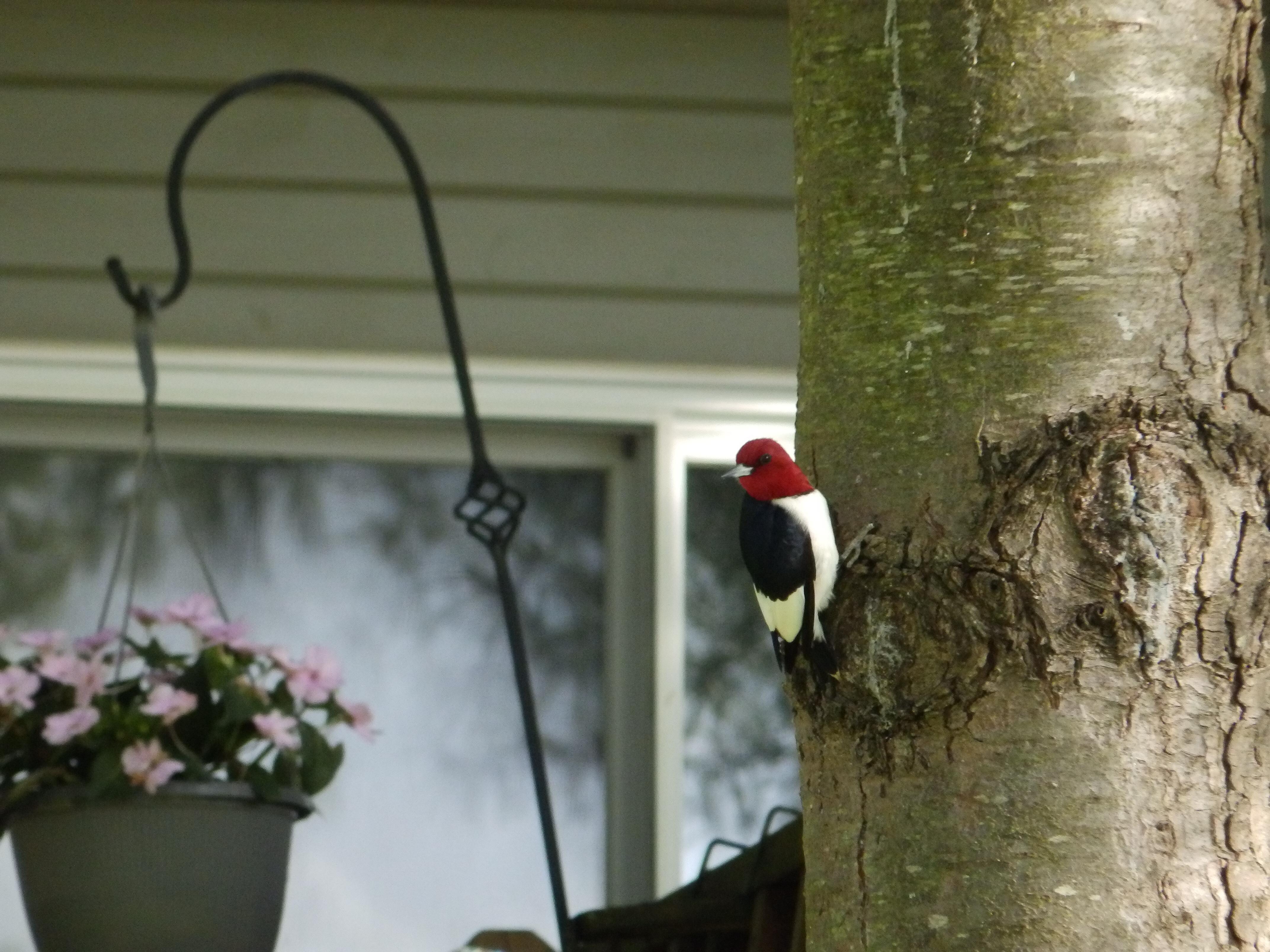 Red-headed woodpecker.