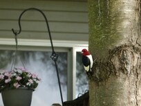 Red-headed woodpecker.