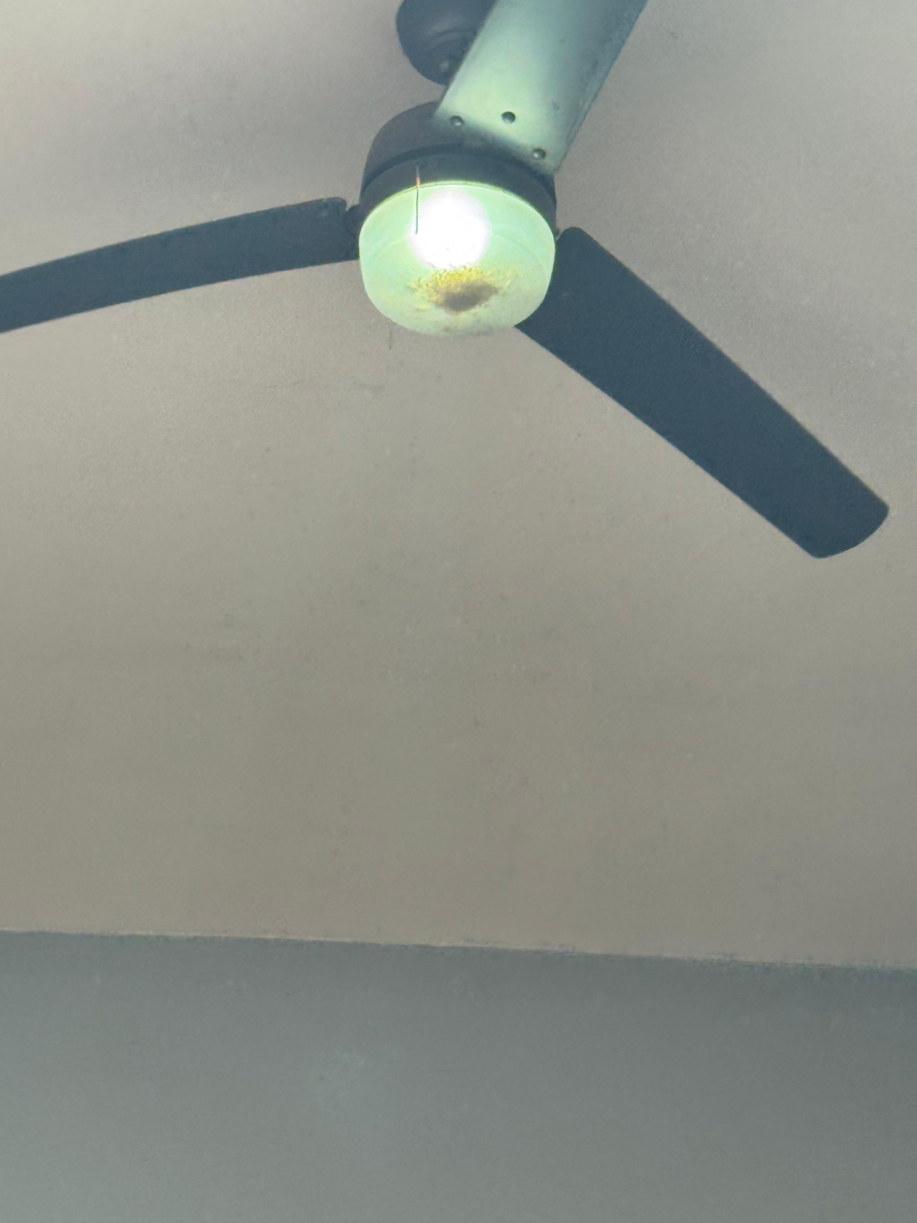 Patio area ceiling fan with bugs and worms