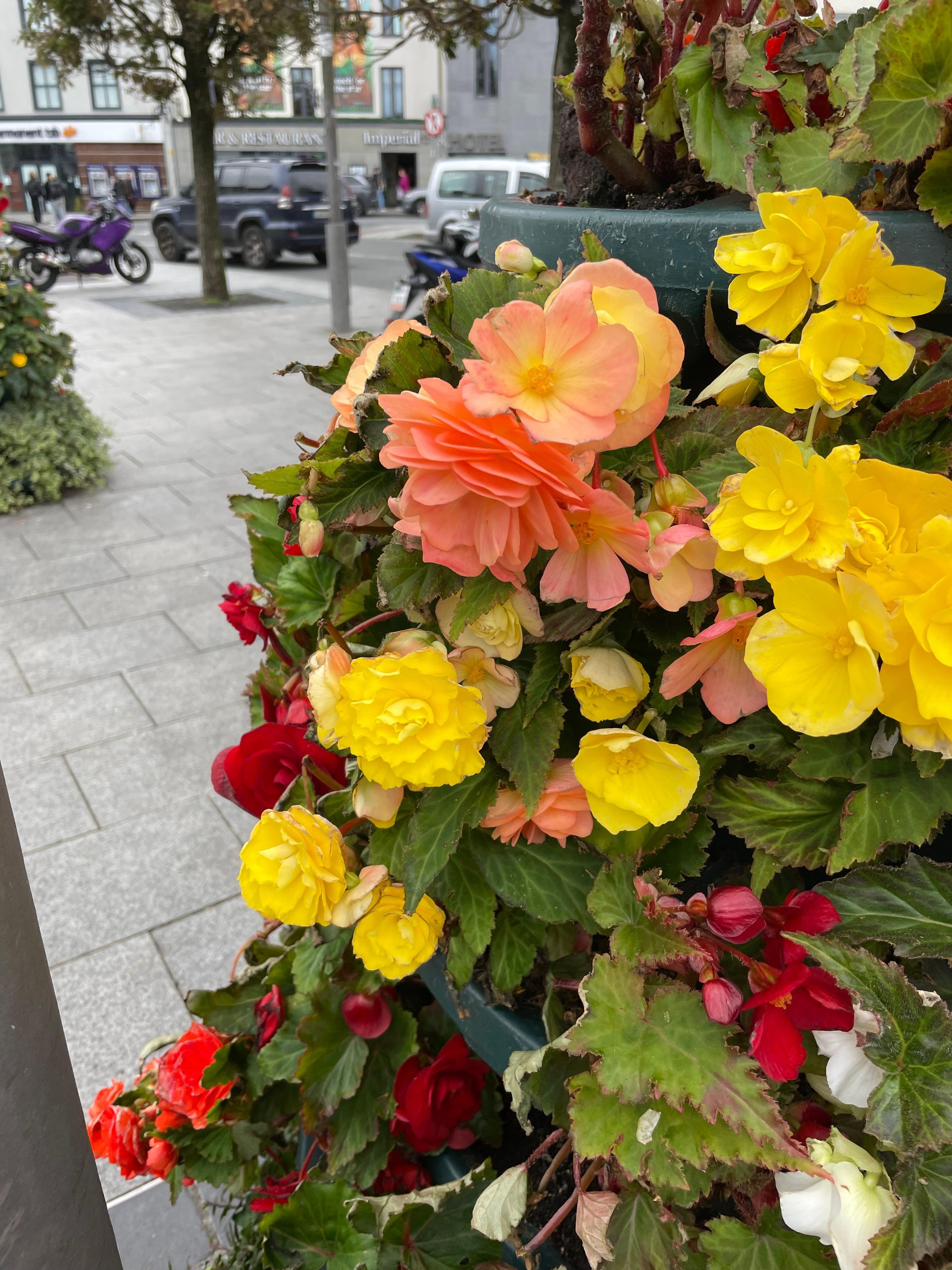 Lovely begonias in Eyre Square. Two blocks from hotel.
