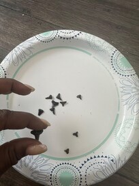 Not nearly all the shark teeth I found but just a sample.