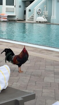 We would always meet our group at the pool and these roosters would join us