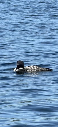 One of the resident Loons on the lake