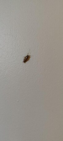 cafard sur le mur