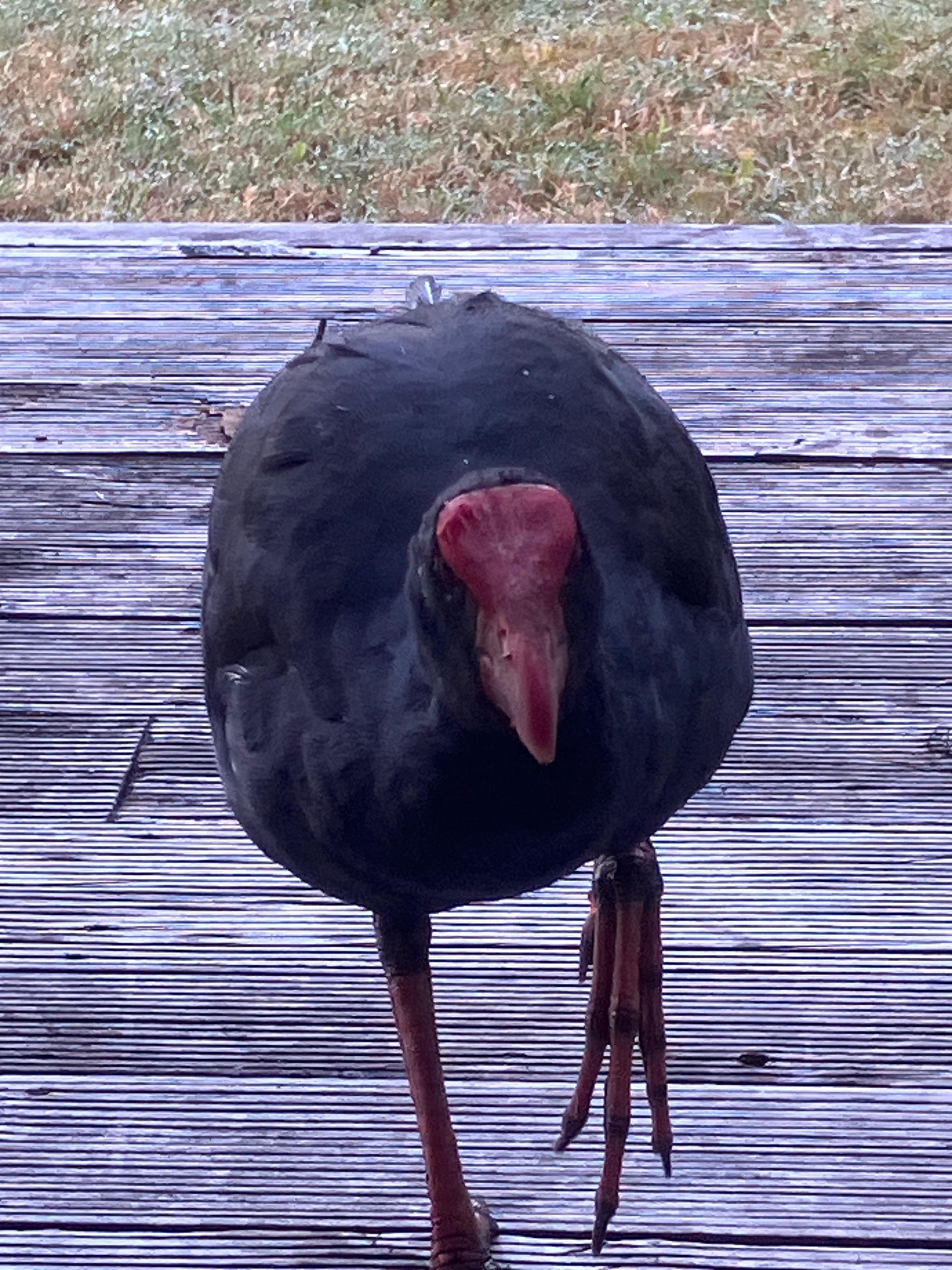 A visitor to the patio
