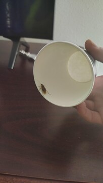 We found a cockroach in our room. So after finding that we started looking around the room and found a bunch of mess and toys that didn't belong to us under the bed, the girl at the front desk was amazing tho, she really went out of her way to help u