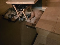 2 big dogs happy to be in air conditioning after a day at the lake.