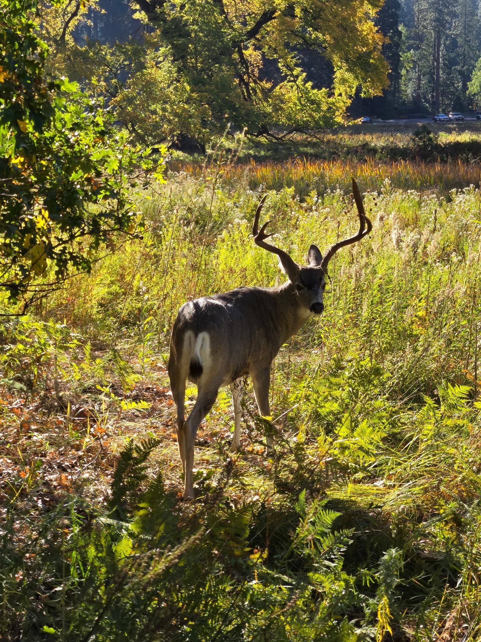 Beautiful buck in Yosemite Valley