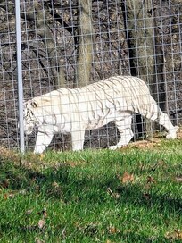 Turpentine creek refuge in Eureka springs. We enjoyed