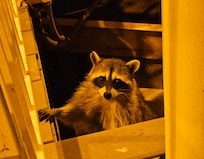 Trash panda by the boat dock. Picture taken from a distance.