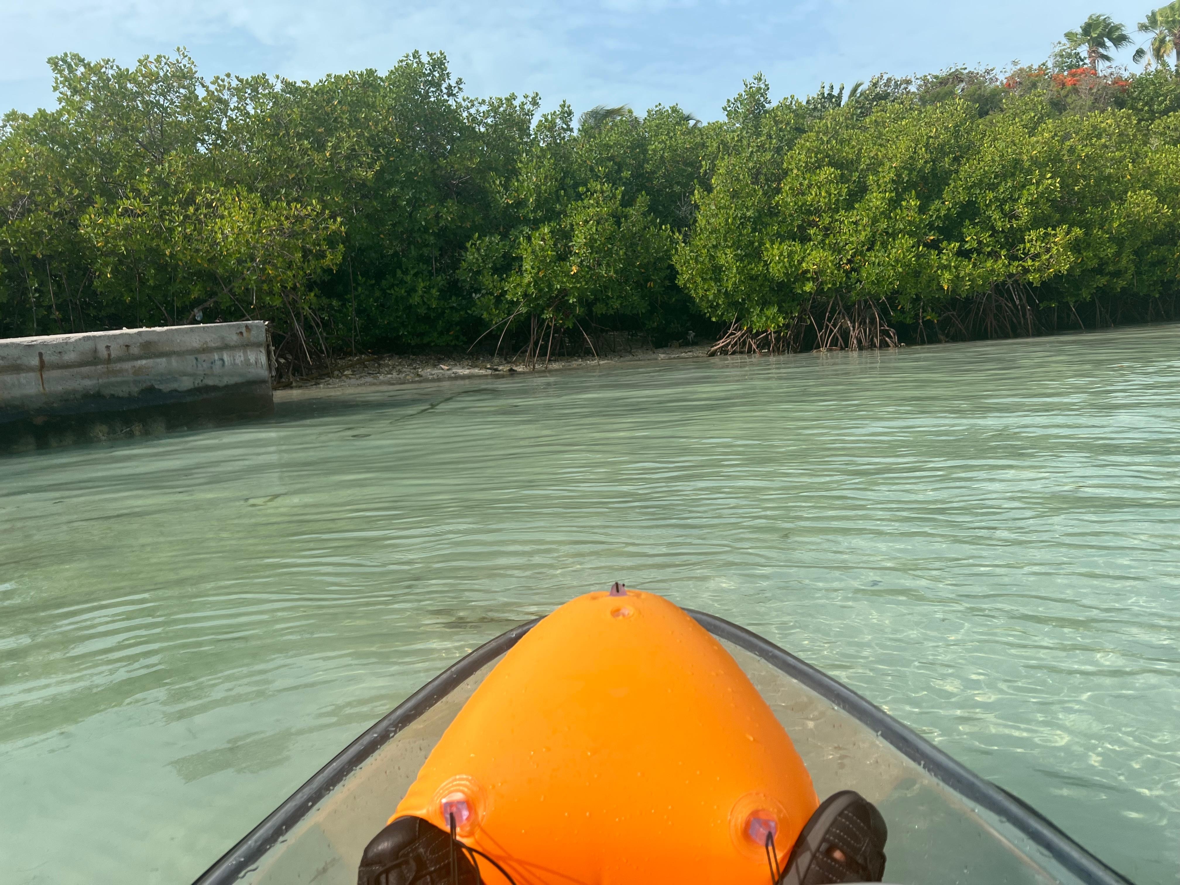 Kayaking in the mangrove