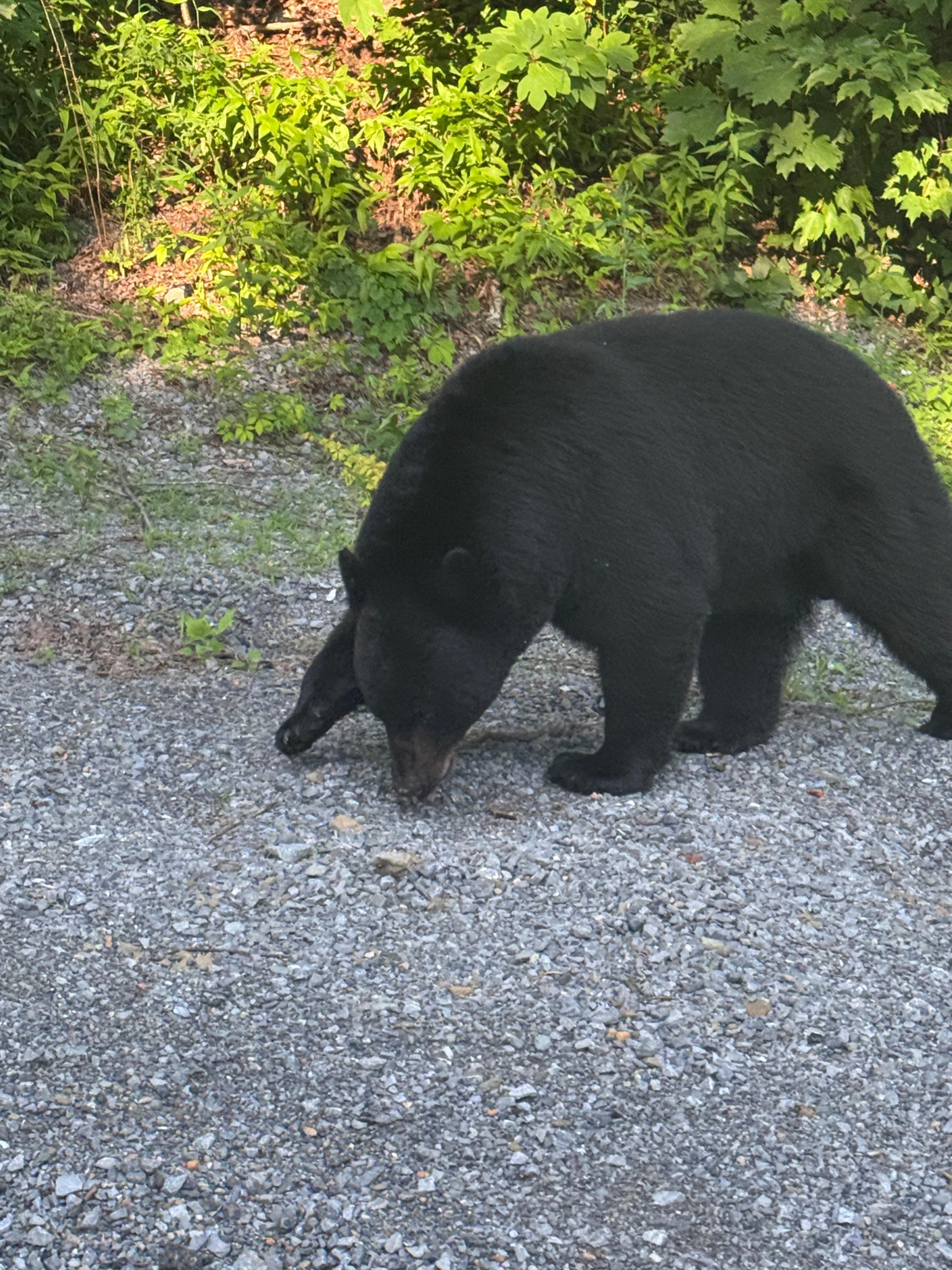 We spotted this bear not far down the road from the cabin. 