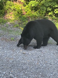 We spotted this bear not far down the road from the cabin.