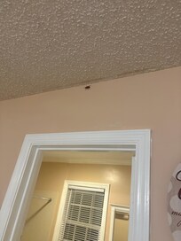 Bug