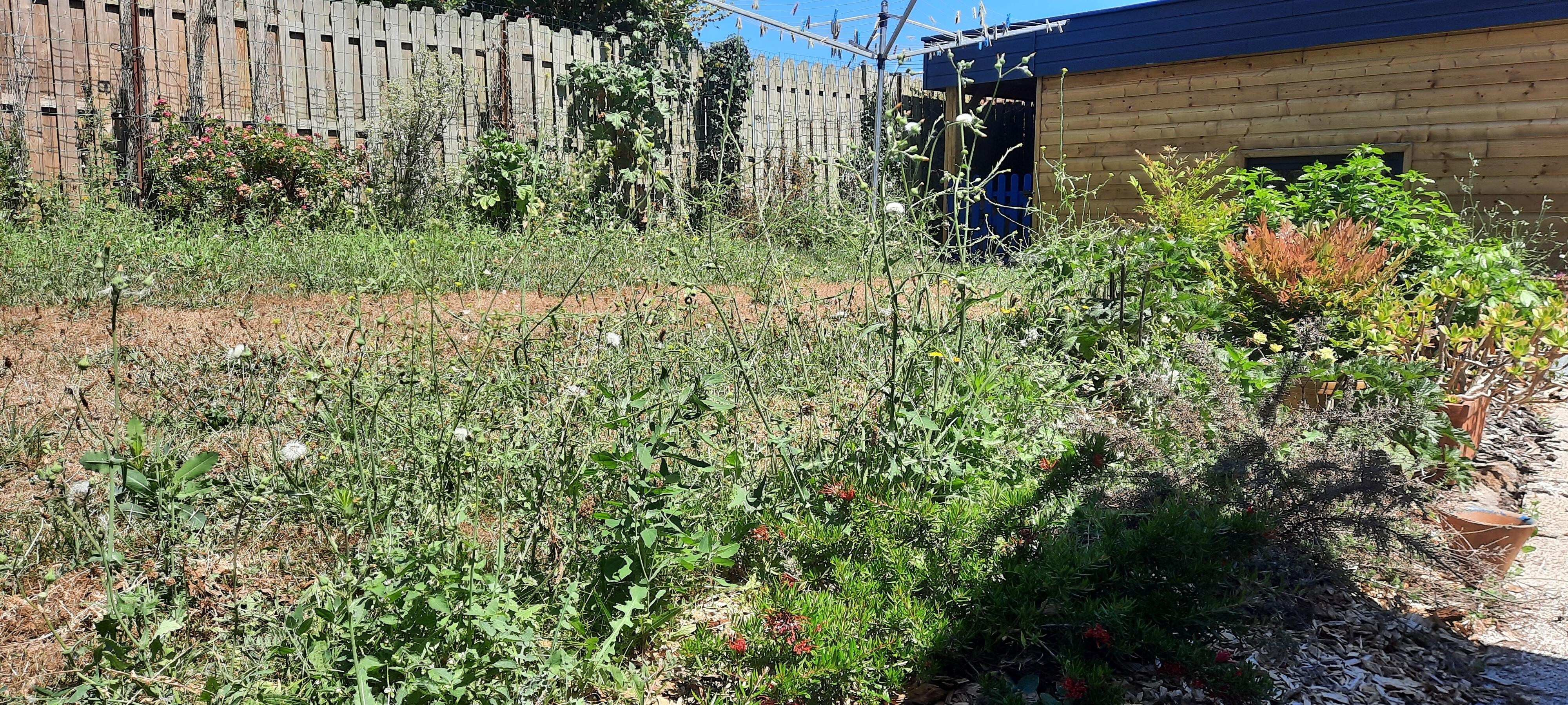 État réel du jardin