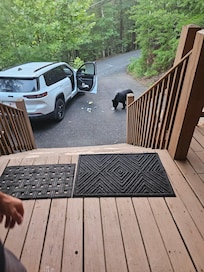 We arrived and didn't lock the car when we first arrived.  Before we could unload the car, the neighborhood BOO BOO the Bear decided to have a snack.  Fortunately no damage to the car!