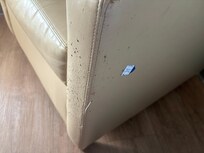 Chair clawed up by some animal