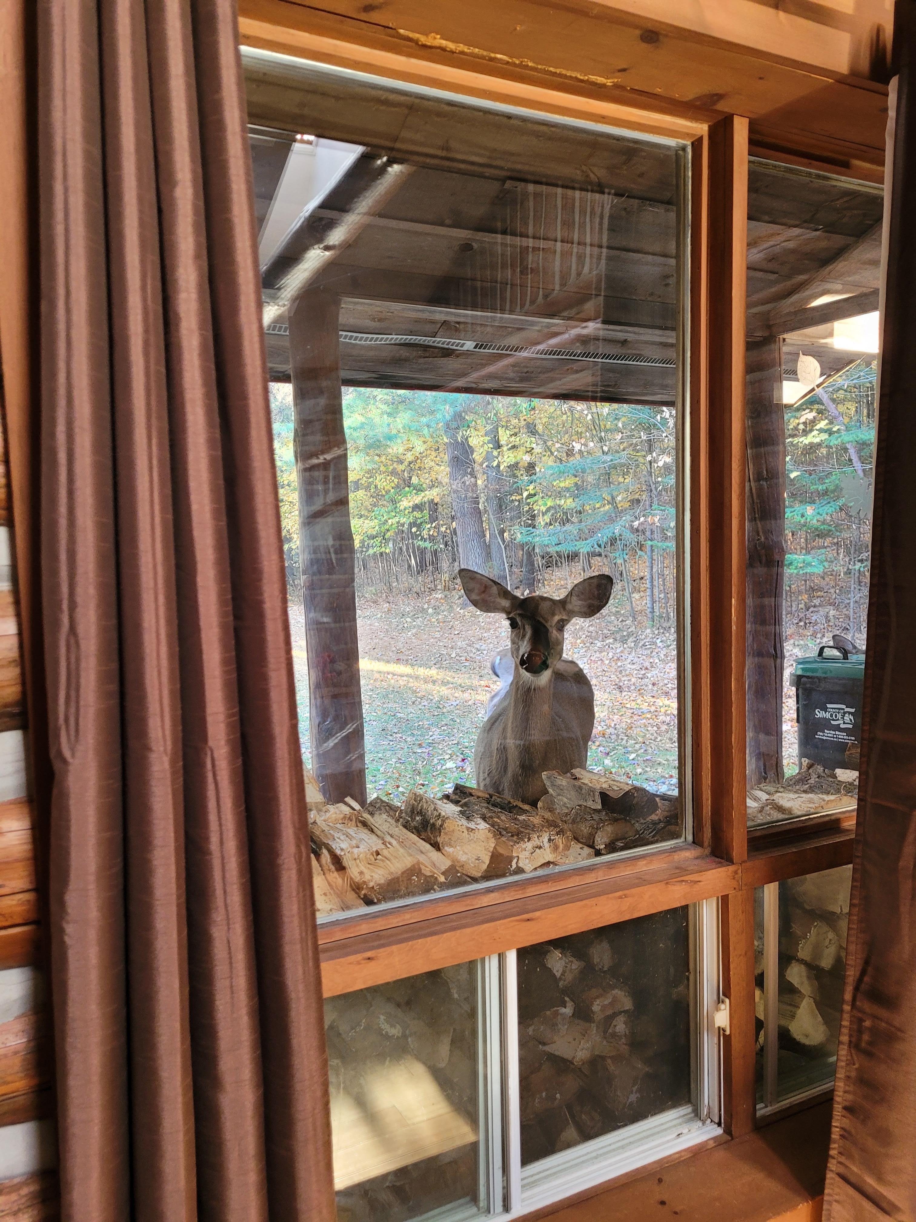 Friendly, neighbourhood peeping-tom-deer hoping for apples!