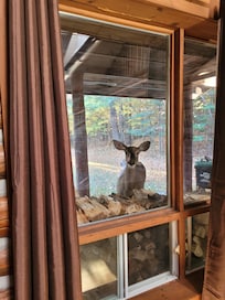 Friendly, neighbourhood peeping-tom-deer hoping for apples!