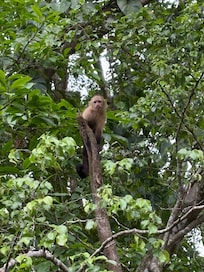 Monkeys outside of our building!