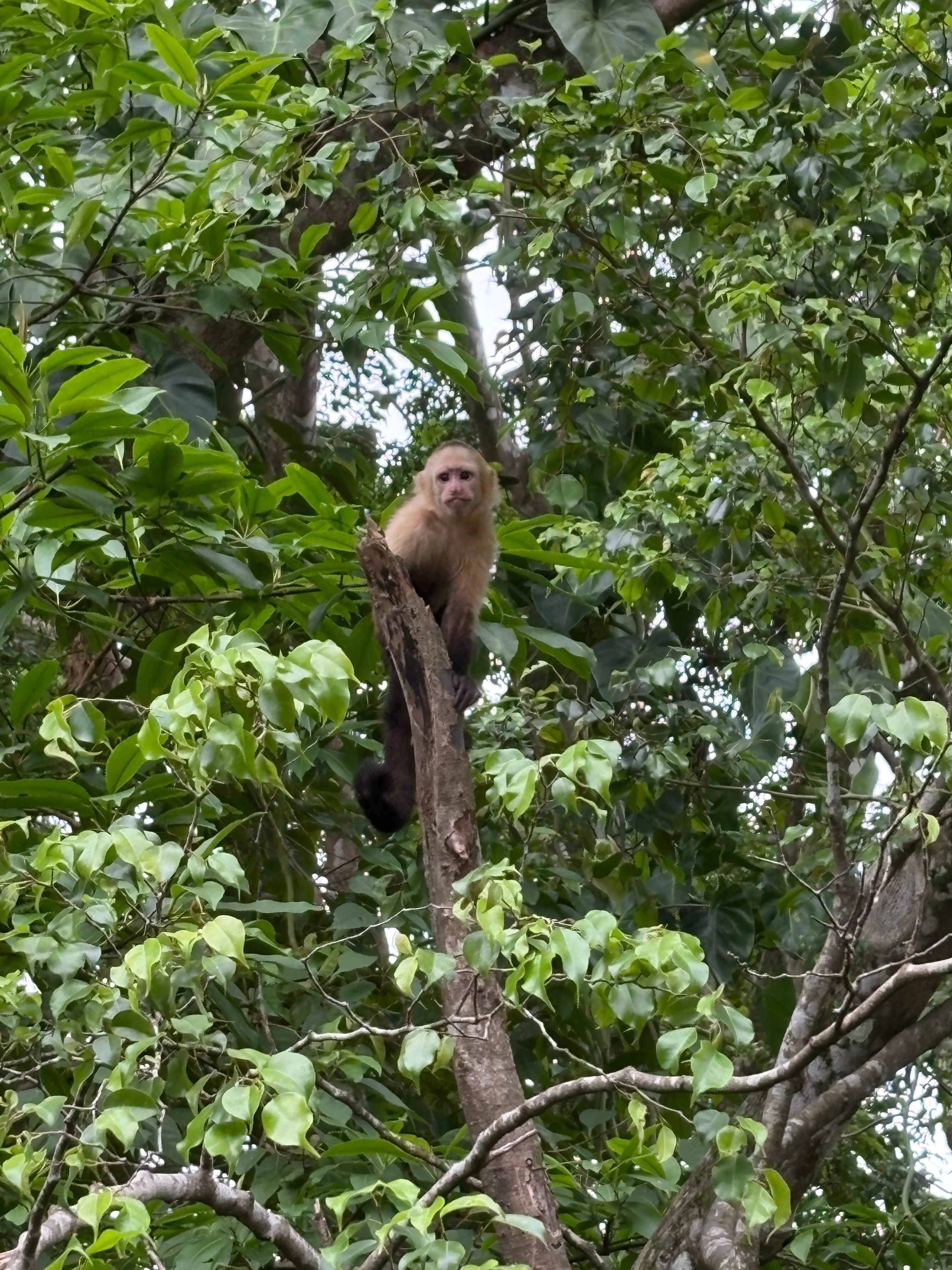 Monkeys outside of our building!