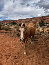 Sunny, the 22 year old palomino who lives next door