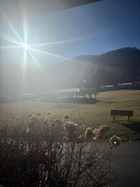 Morning sun from the front porch