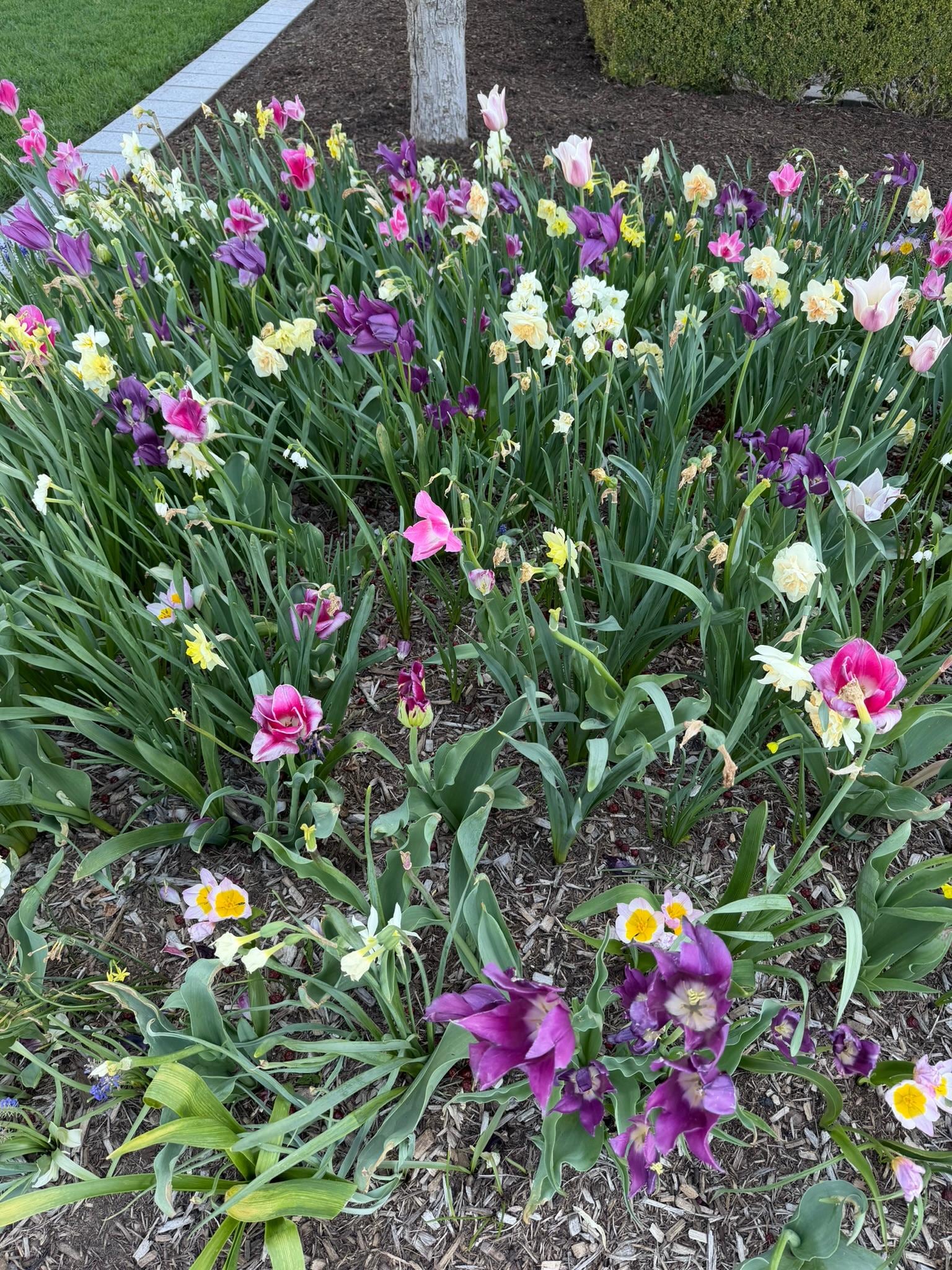 Flowers around the Temple.