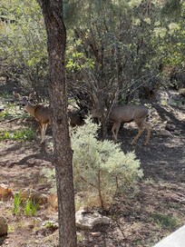 Wildlife