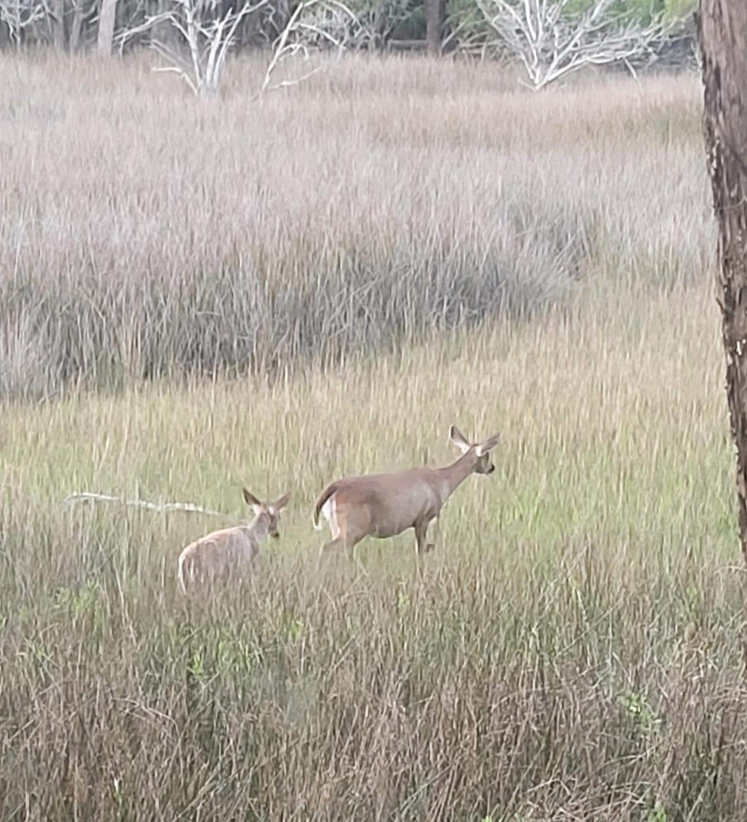 Deer passed through the yard