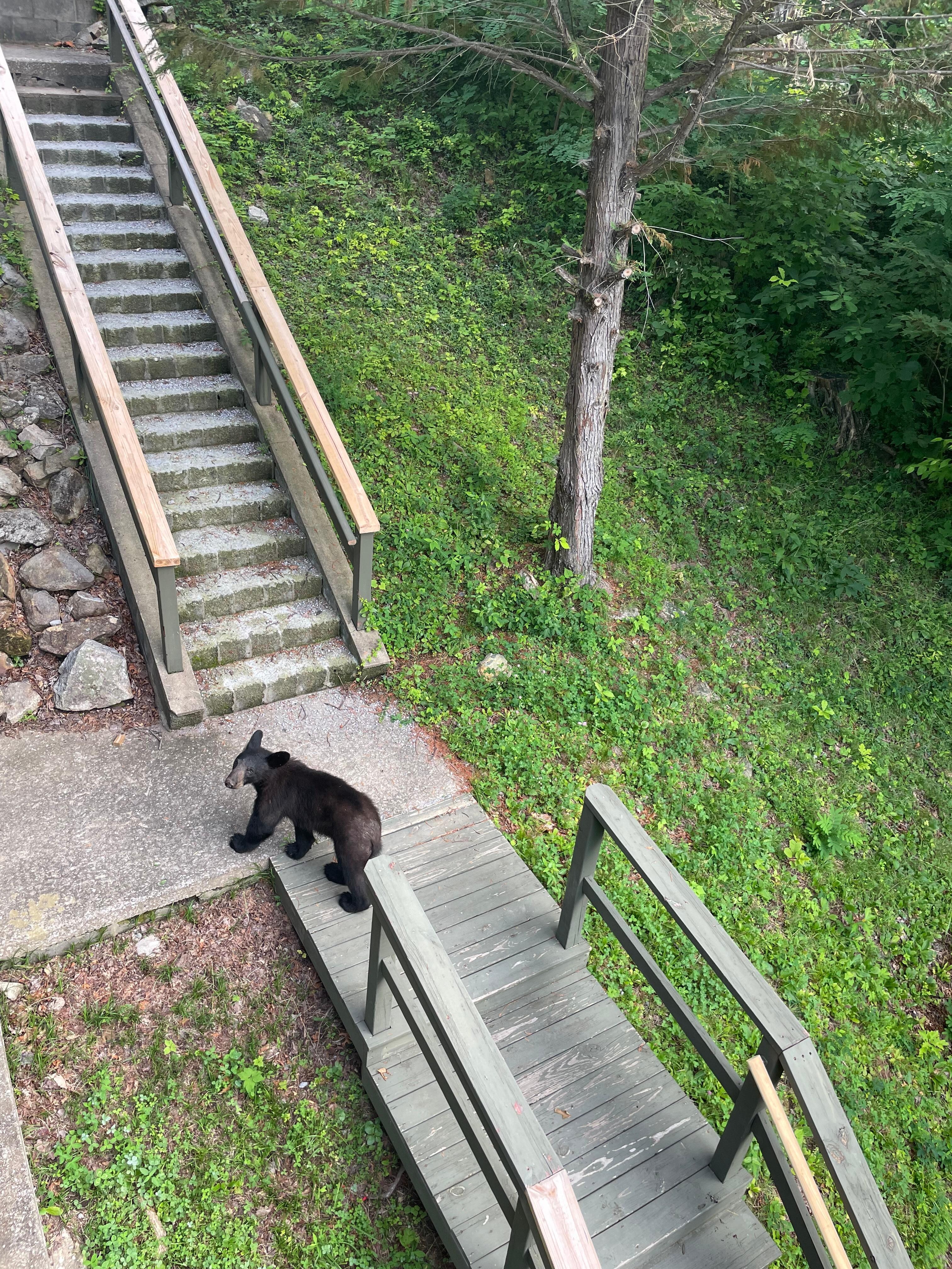 Teenage bear