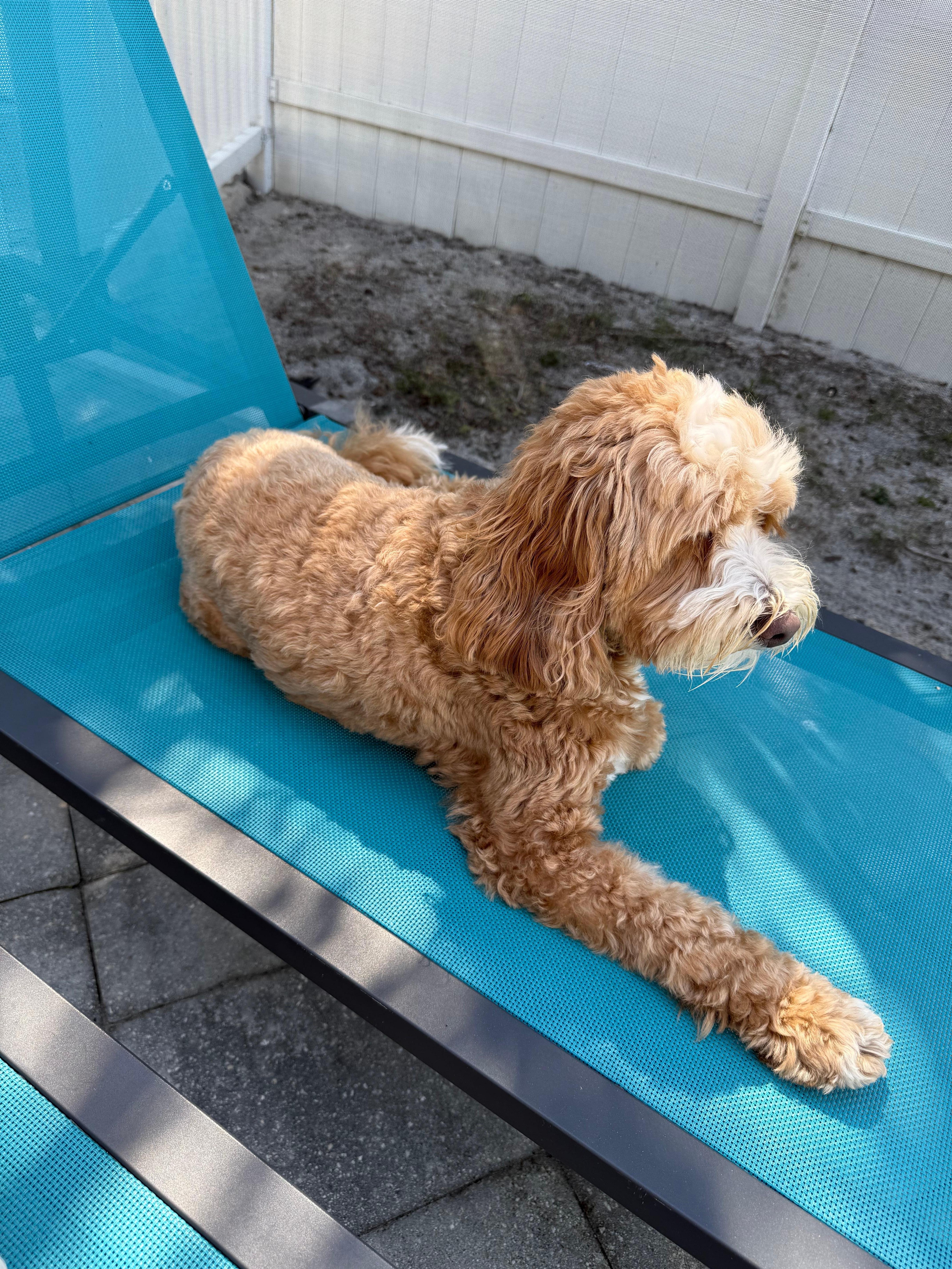 Our dog enjoying the weather!