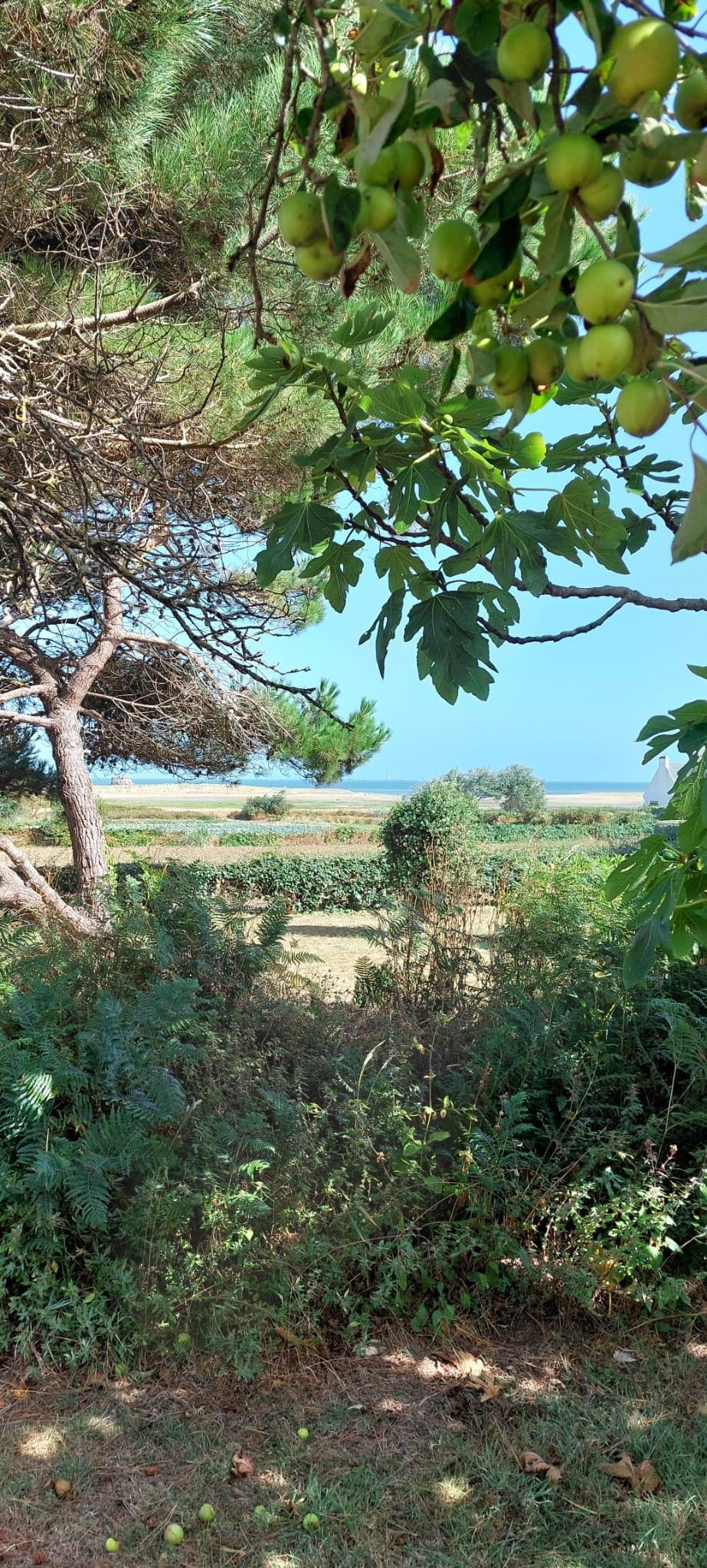 View from the beautiful garden