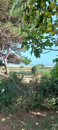 View from the beautiful garden