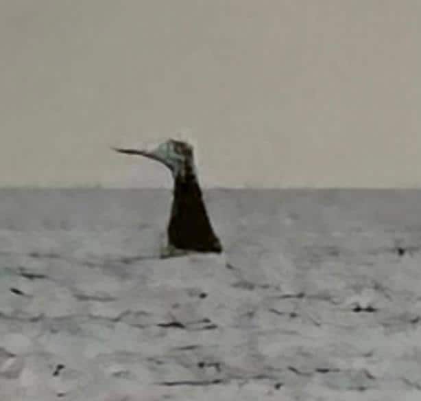 A real whale’s tale. 