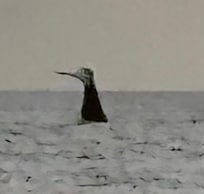 A real whale’s tale.