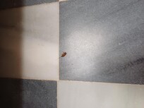 Just a few of the many cockroaches