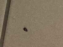 Roaches coming out of the walls.