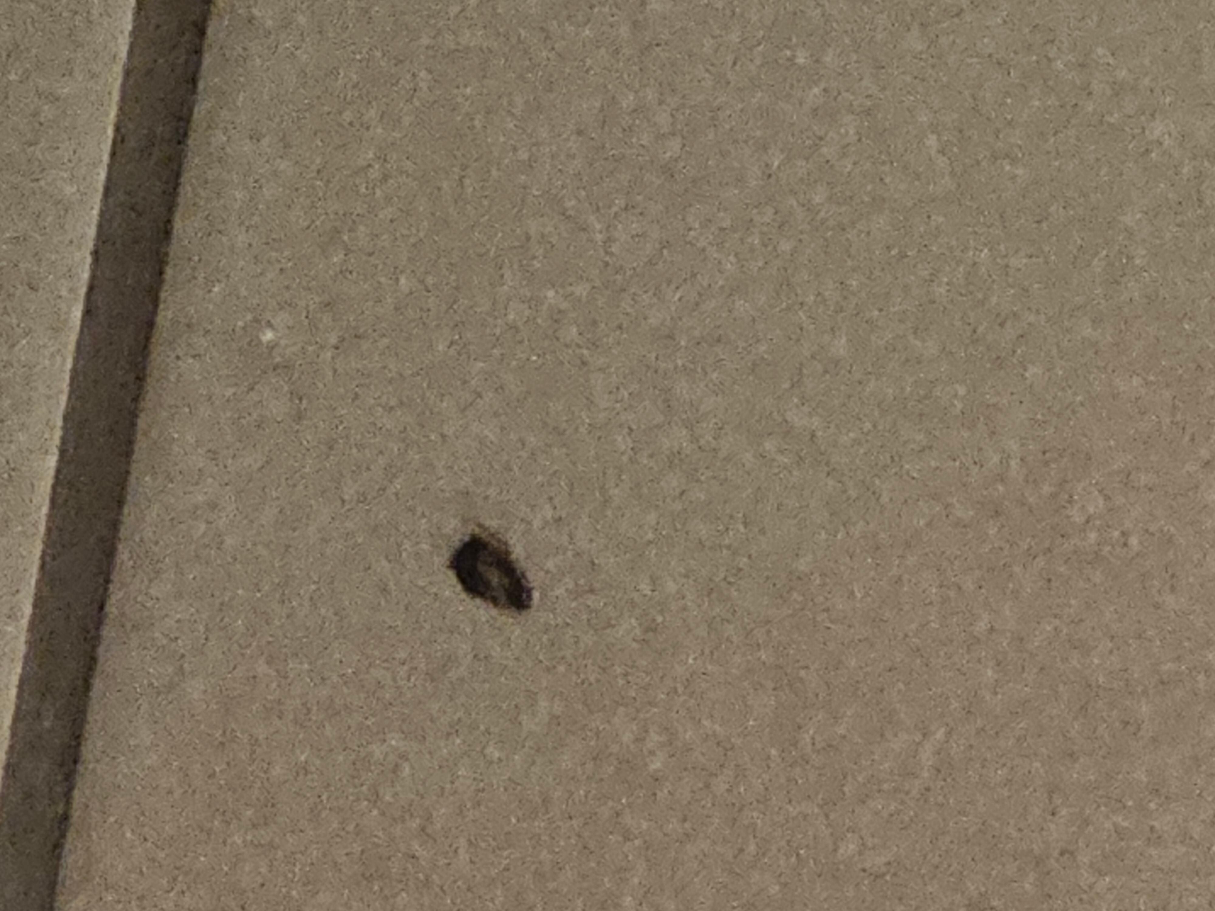 Roaches coming out of the walls.