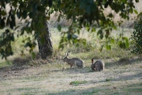 Hares just outside the villa