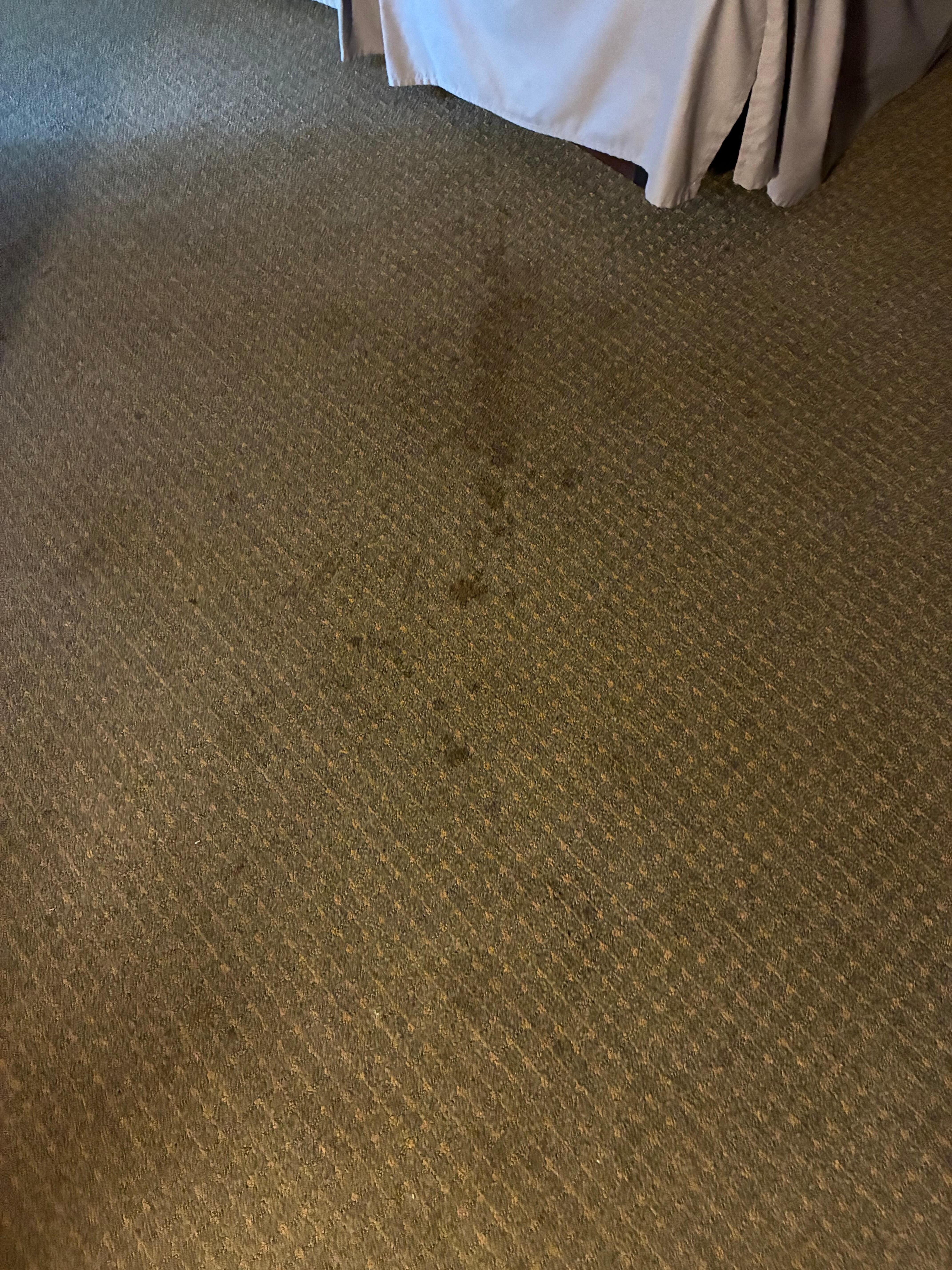 Who knows what created this stain on the rug. 