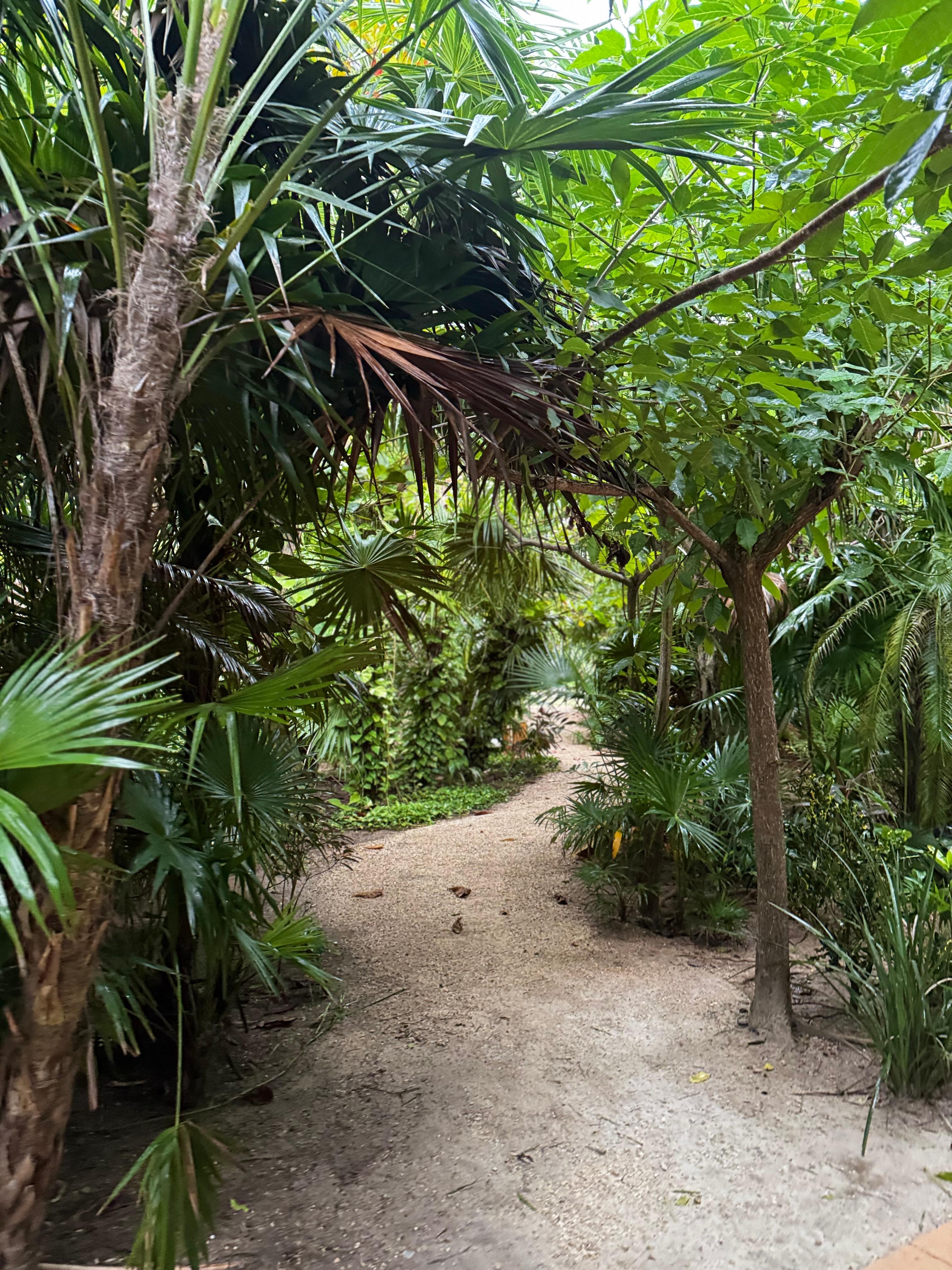 Lush green walkway 