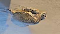 Sea turtle basking
