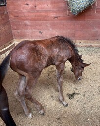 New colt just 2 days old