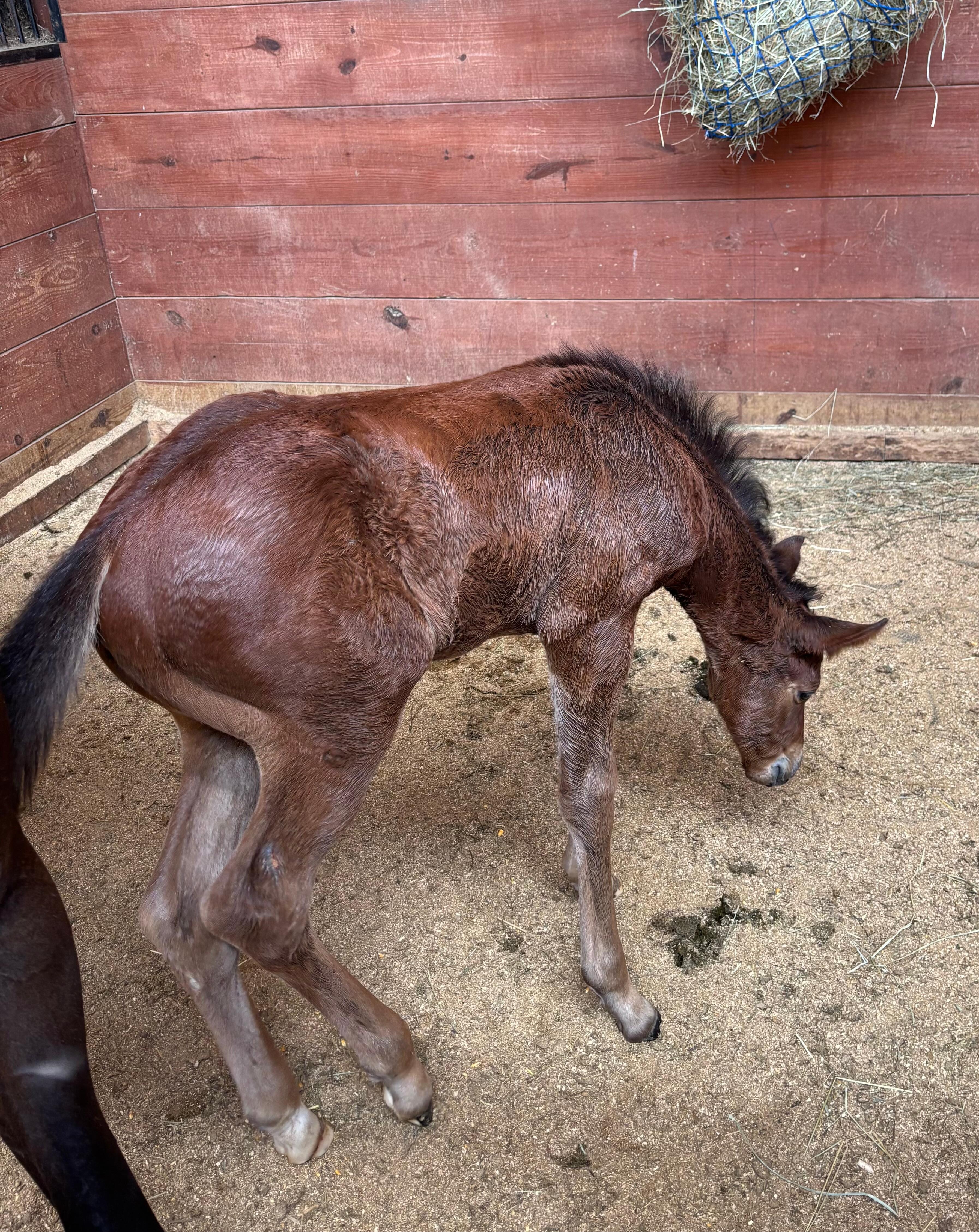 New colt just 2 days old