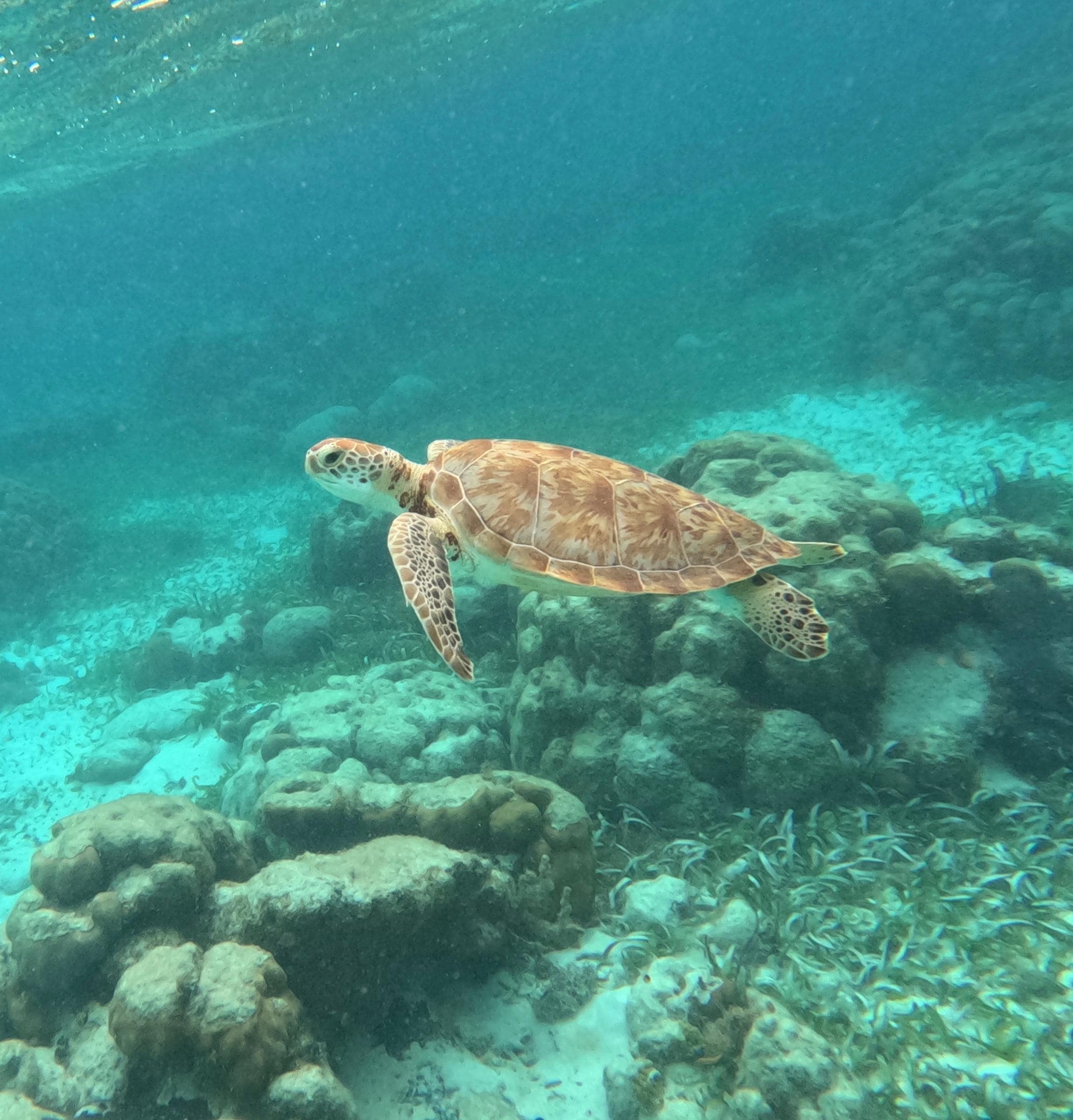Snorkel trip with Scuba daze