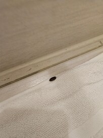 Bug was crawling around!