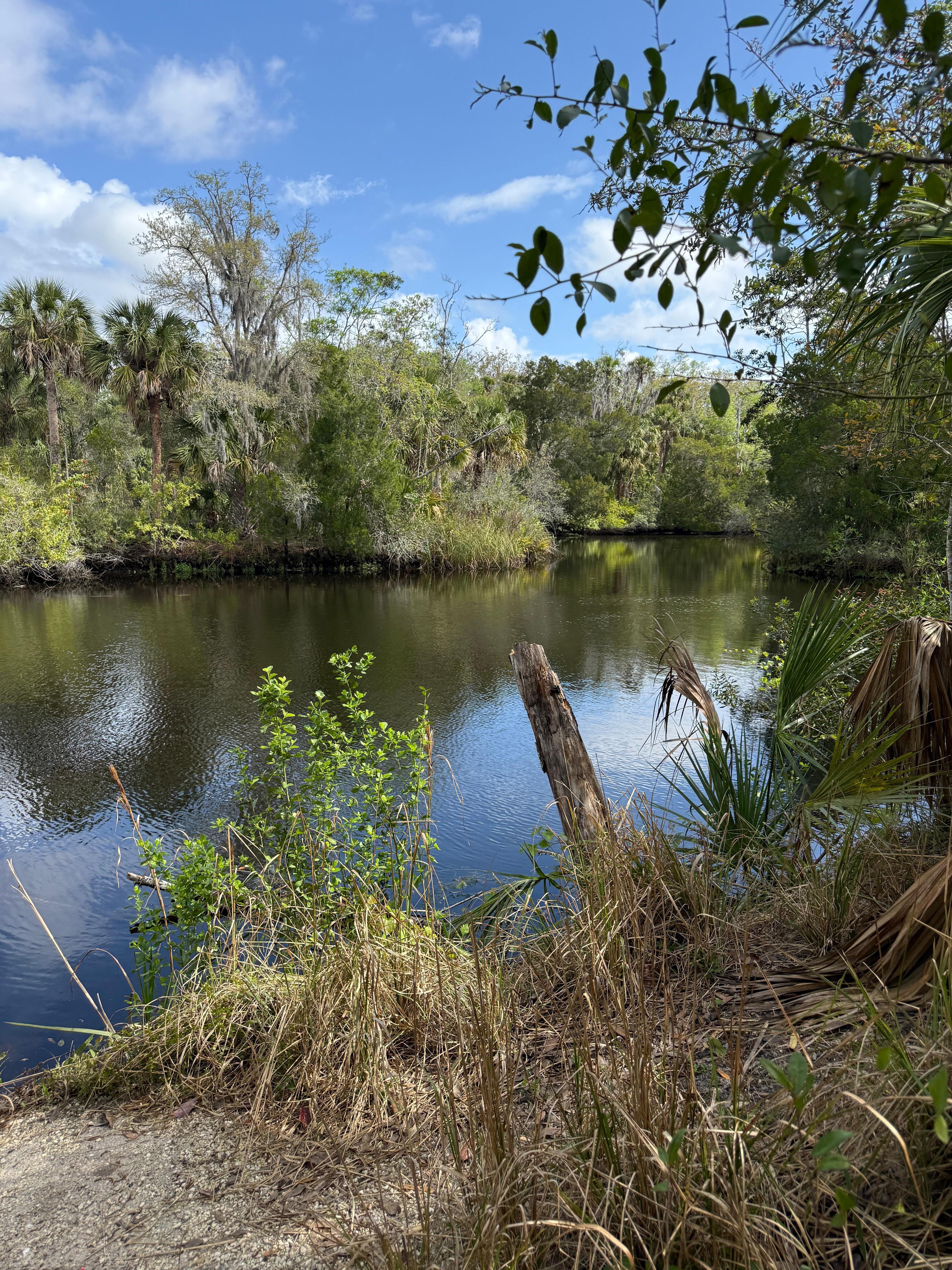 View of the Withlacoochee River