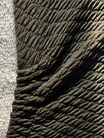 Live bedbug